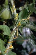 Dodder, Cuscuta species, on tomato.