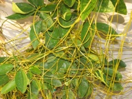 Japanese dodder can cover entire trees with its bright yellow-gold and green stems.