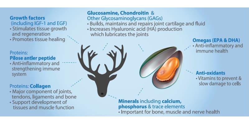 infographic illustrates the 7 benefits of deer antler velvet and green lipped mussel for dogs: growth factors, collagen, glucosamine, chondroitin, omegas, anti-oxidants, minerals 