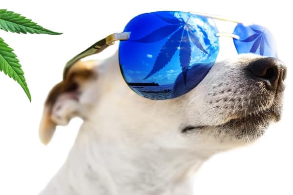 dog with sunglasses hemp leaf on shades, photo