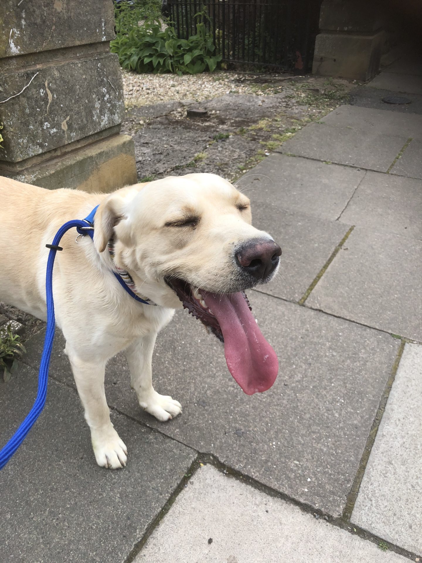 A Labrador with the longest tongue sticking out of his mouth!