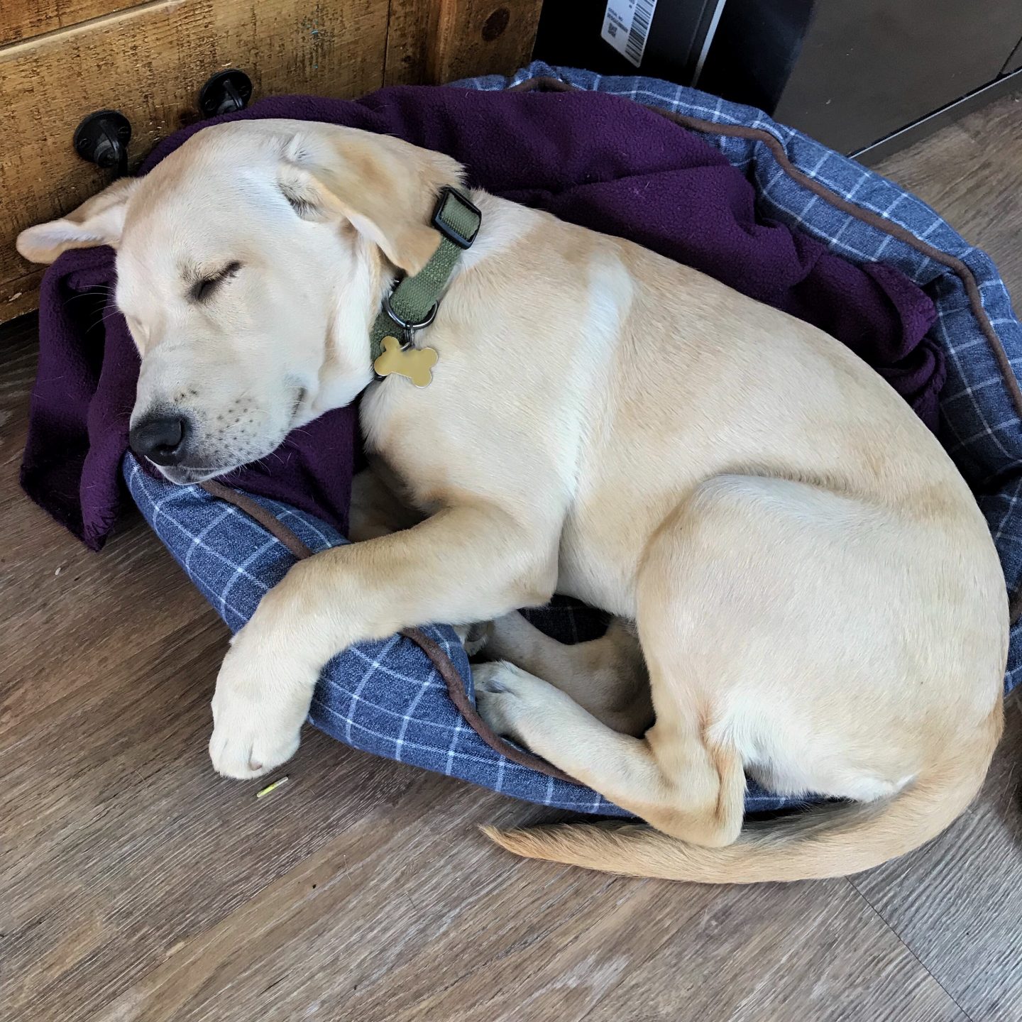 A little Labrador puppy curled up in his bed for a post about Antinol joint supplement for dogs.