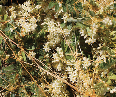 Fig. 03: Photograph of dodder flowers in small clusters along the stems.