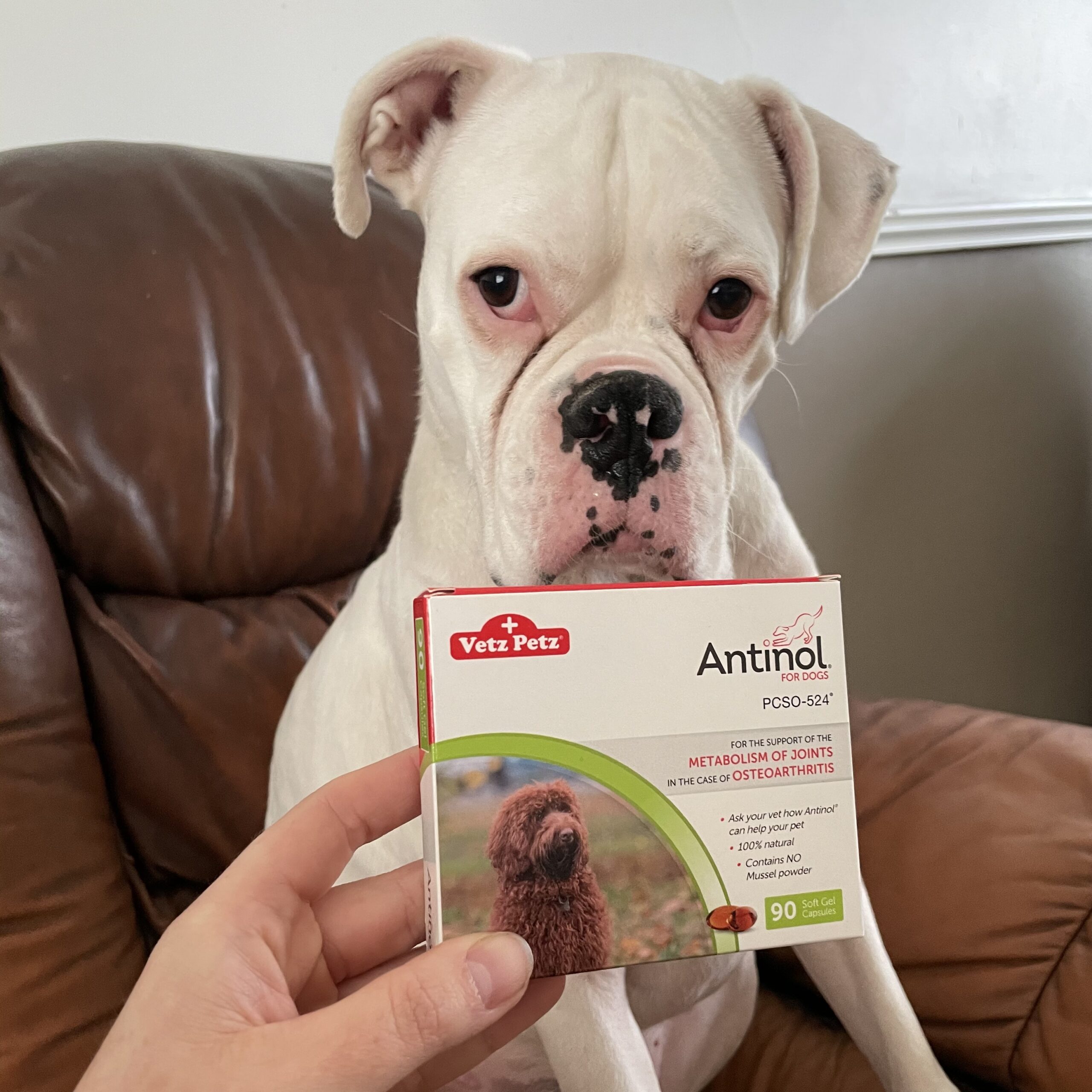 Monty, the white boxer sat down with a box of Antinol in front of him, sent for the Vetz Petz Antinol review
